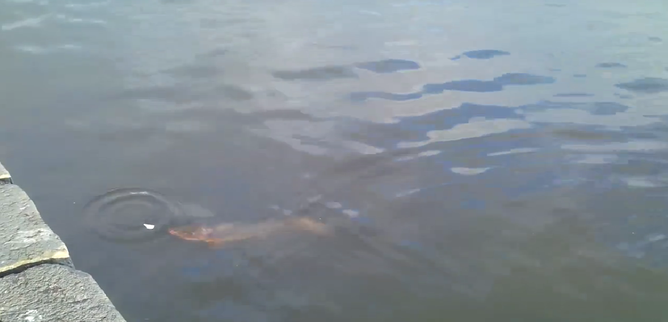 Char Spotted In Tjörnin Pond