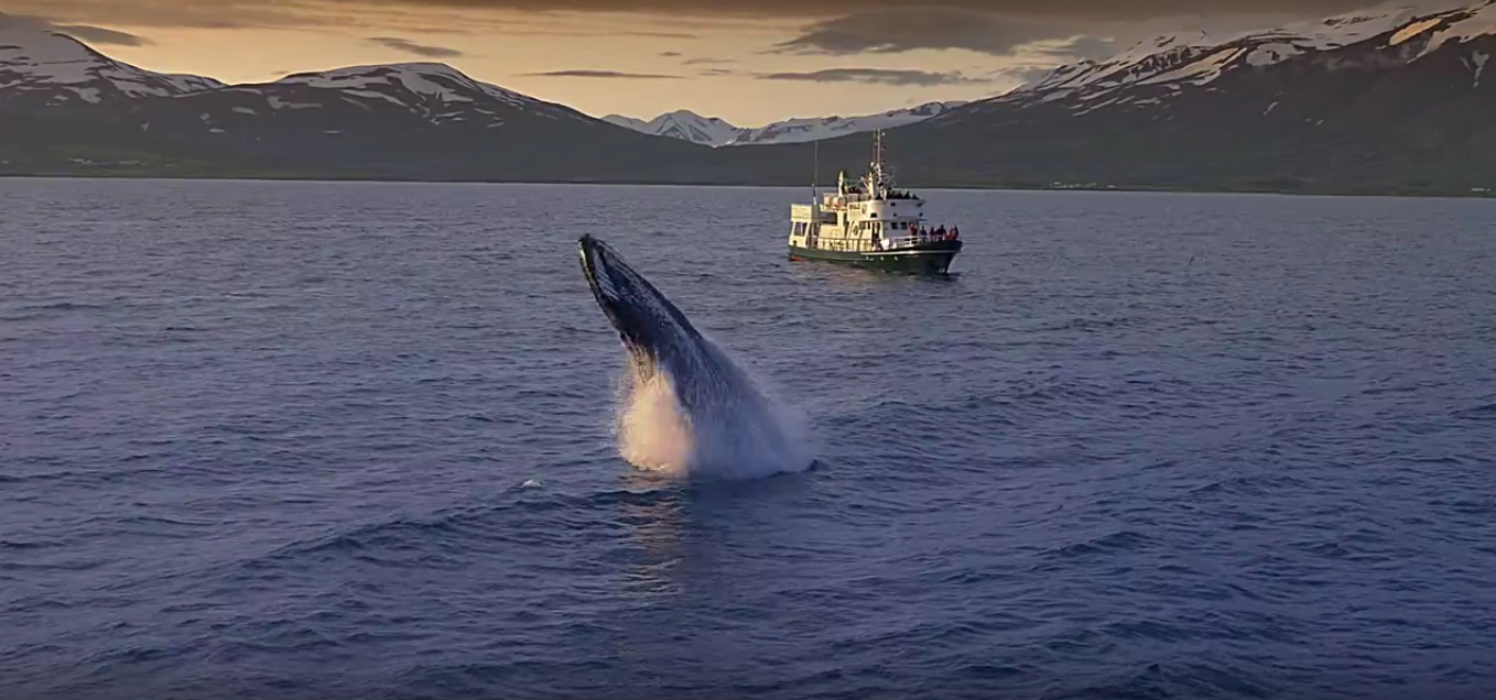 Increase In Number Of Hunted Whales