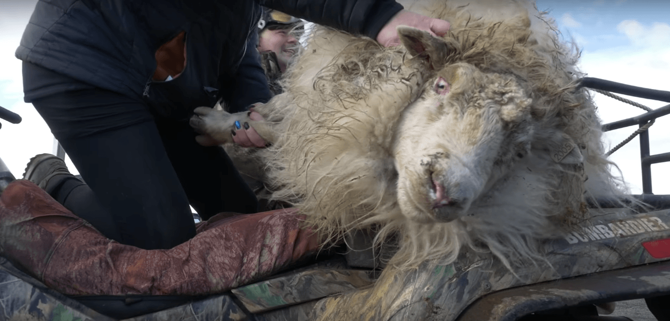 Iceland Is Weird But So Great #5: Sheep Roundup!