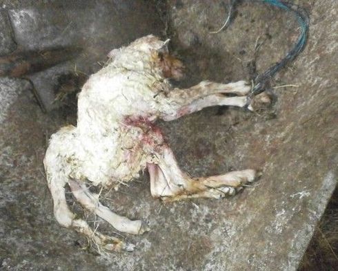 Six-Legged Lamb Born In Norðfjörður