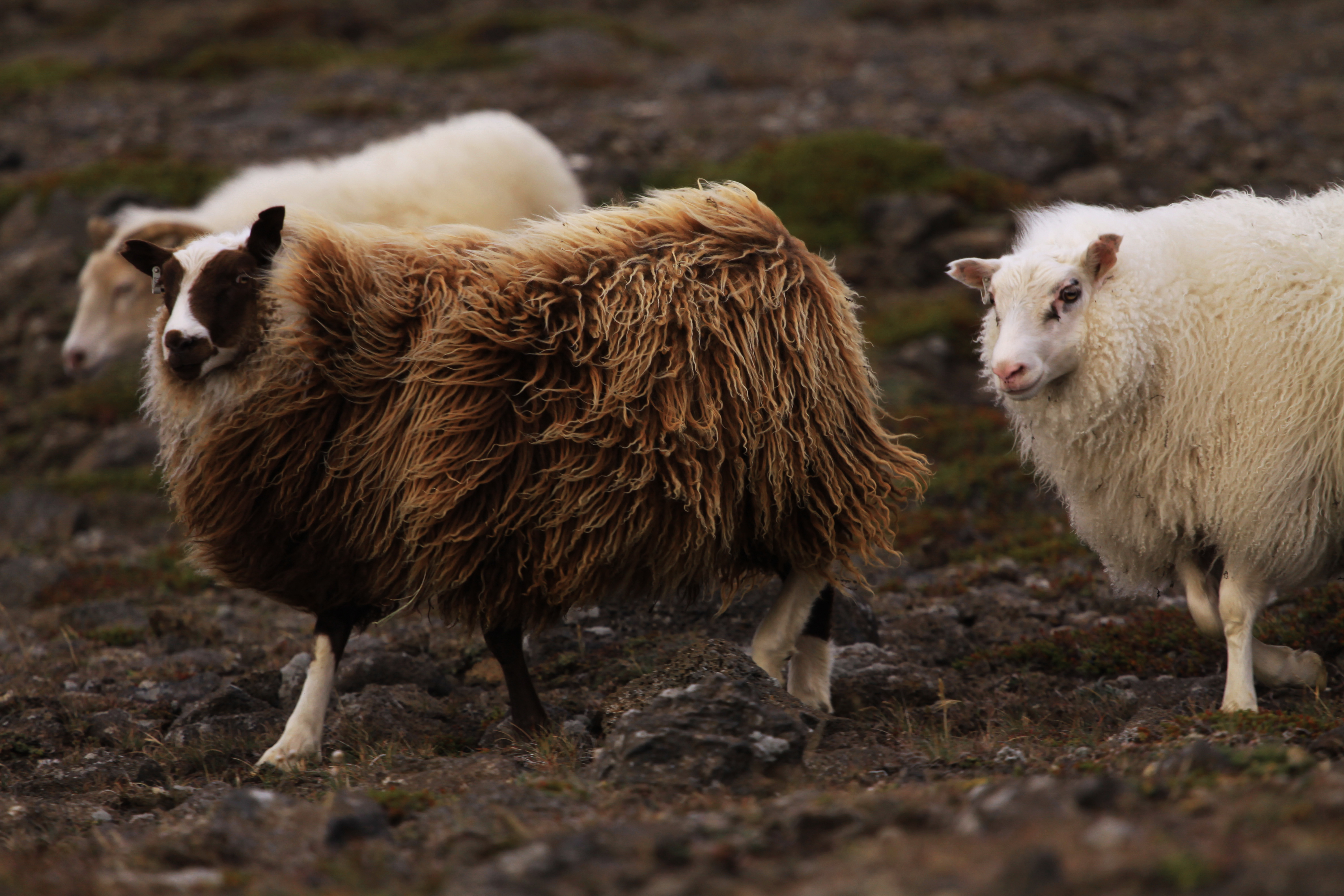 Réttir: NO SHEEP LEFT BEHIND!