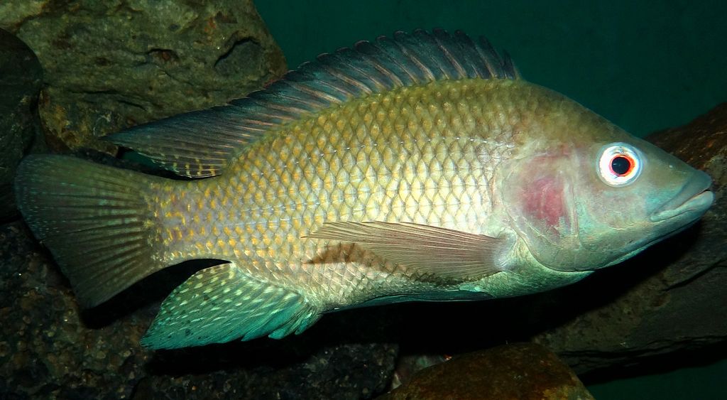 “Icelandic” Fish Sold In North America Actually Chinese