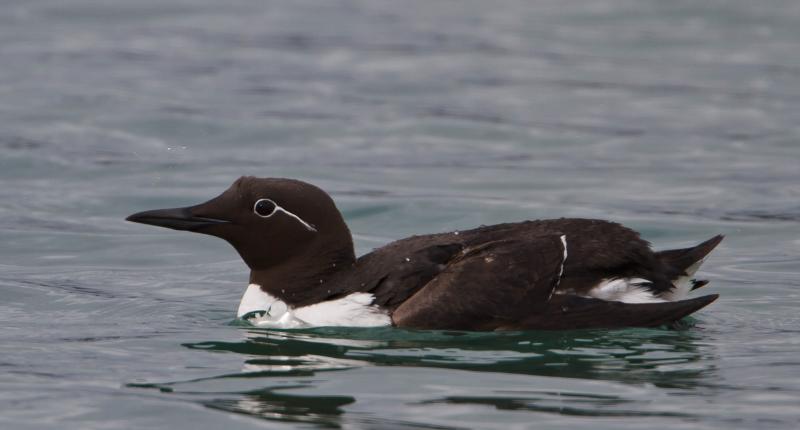 Warning Not To Eat Too Many Seabird Eggs