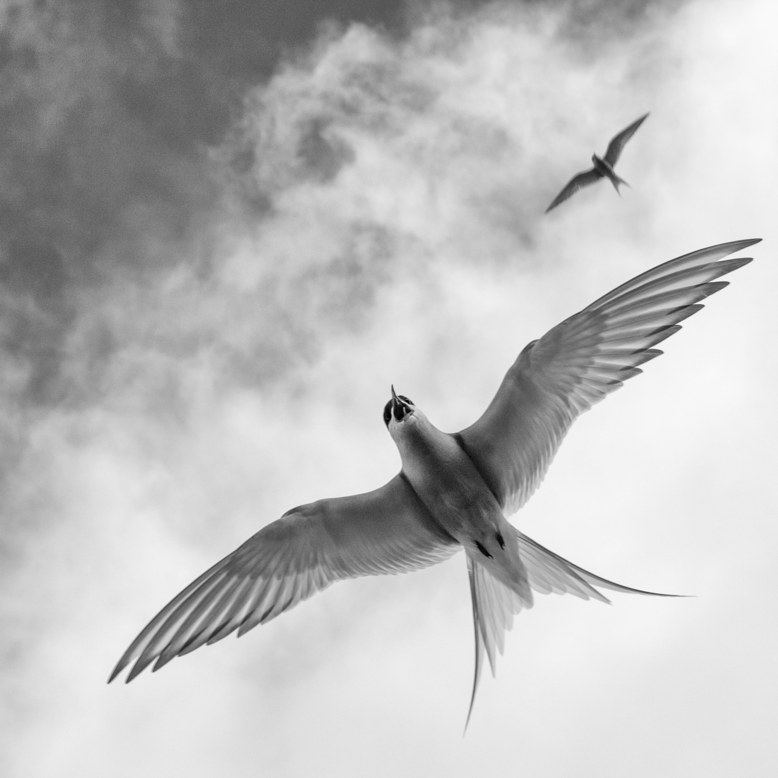 Birds For This Week’s #GVPics Instagram Competition