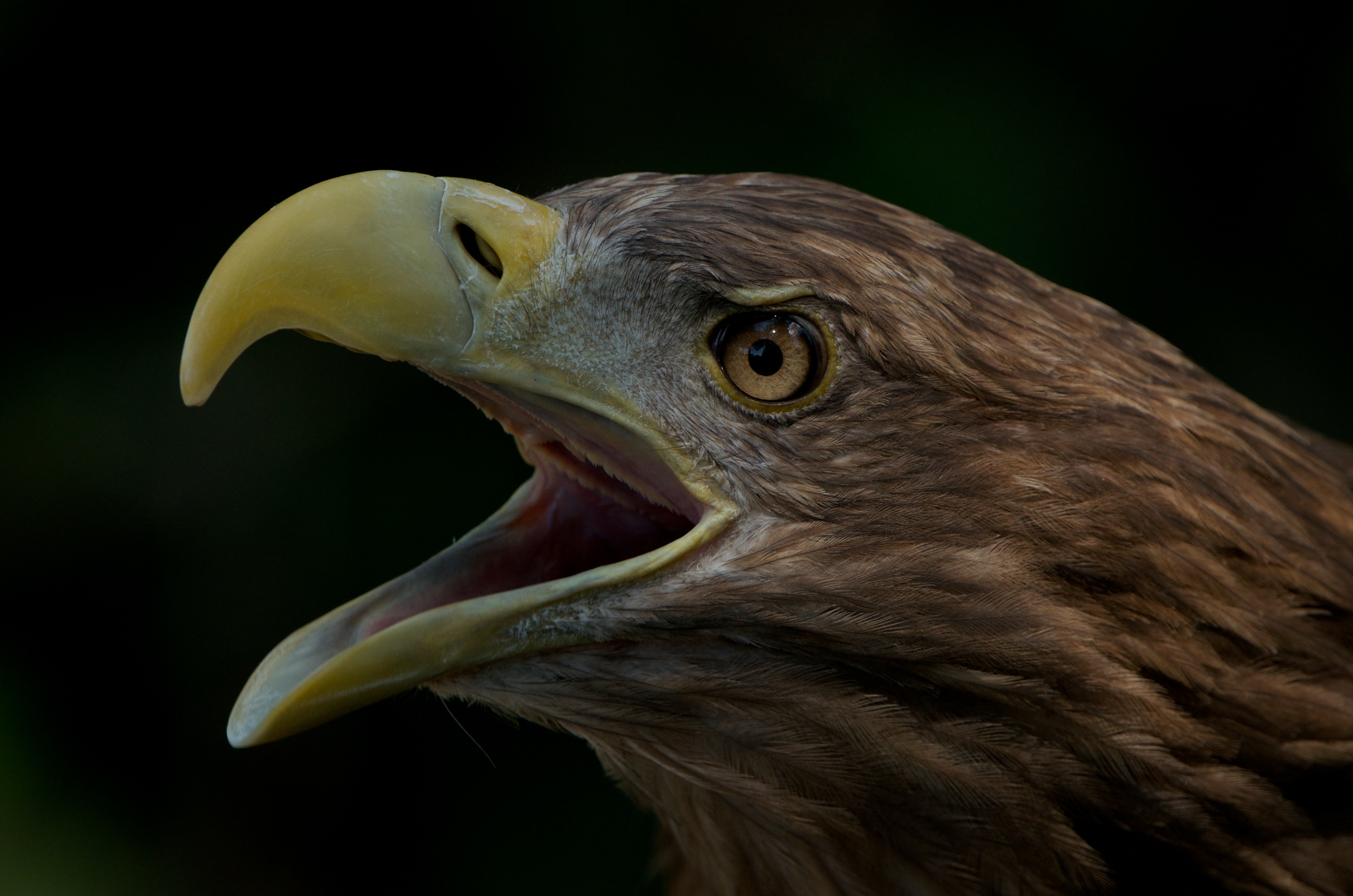 Assan The Eagle Recovering Nicely, Will Soon Fly Free Again