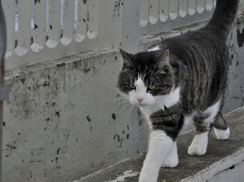 Serial Catnappings Alleged In Mosfellsbær