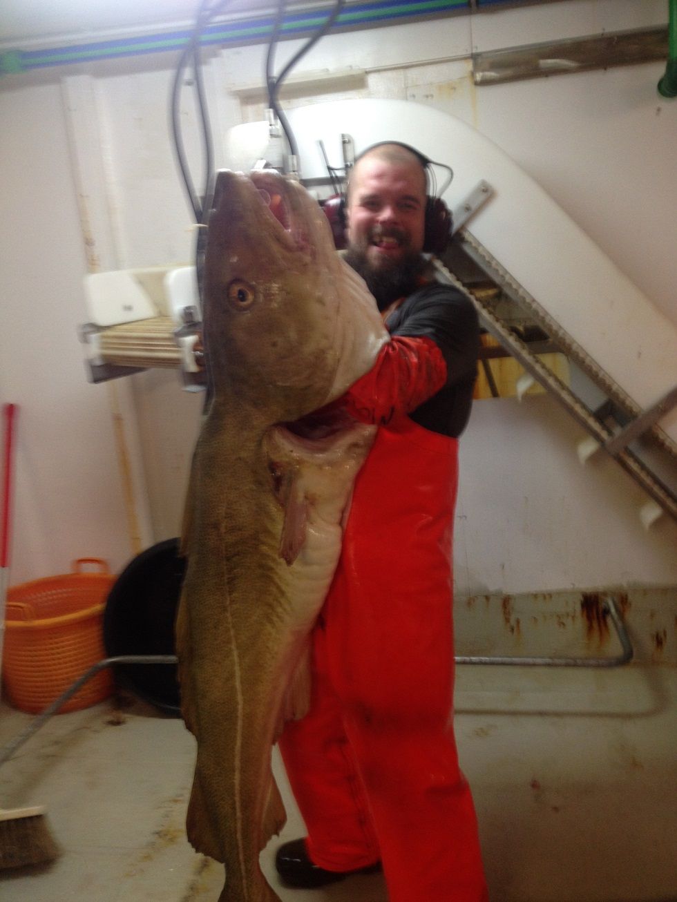 Icelander Caught 50 Kilo Cod