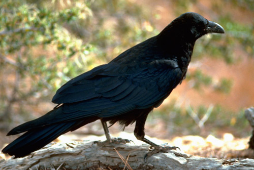 Icelandic Ravens In Danger Due To Extensive Hunting