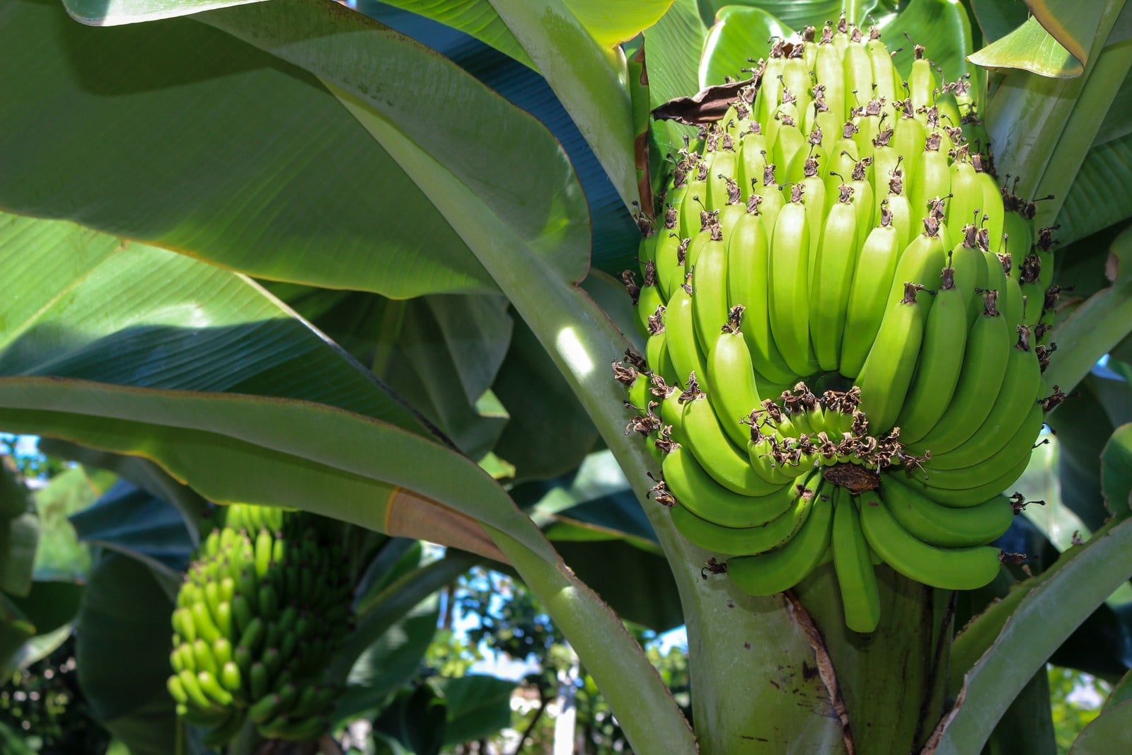 Panama Disease Threatens All Bananas