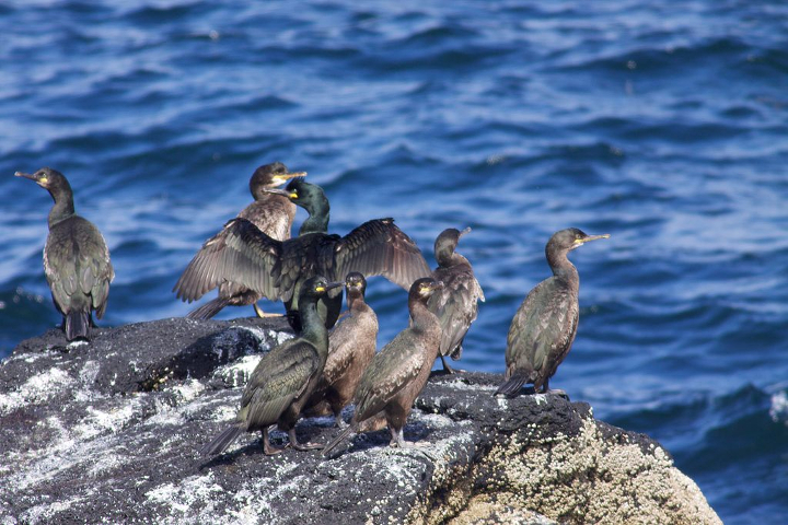 Disease Likely Explanation For Mysterious Bird Deaths