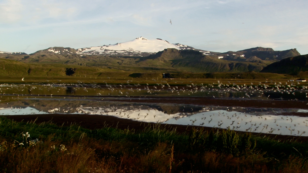 Heild still, more birds