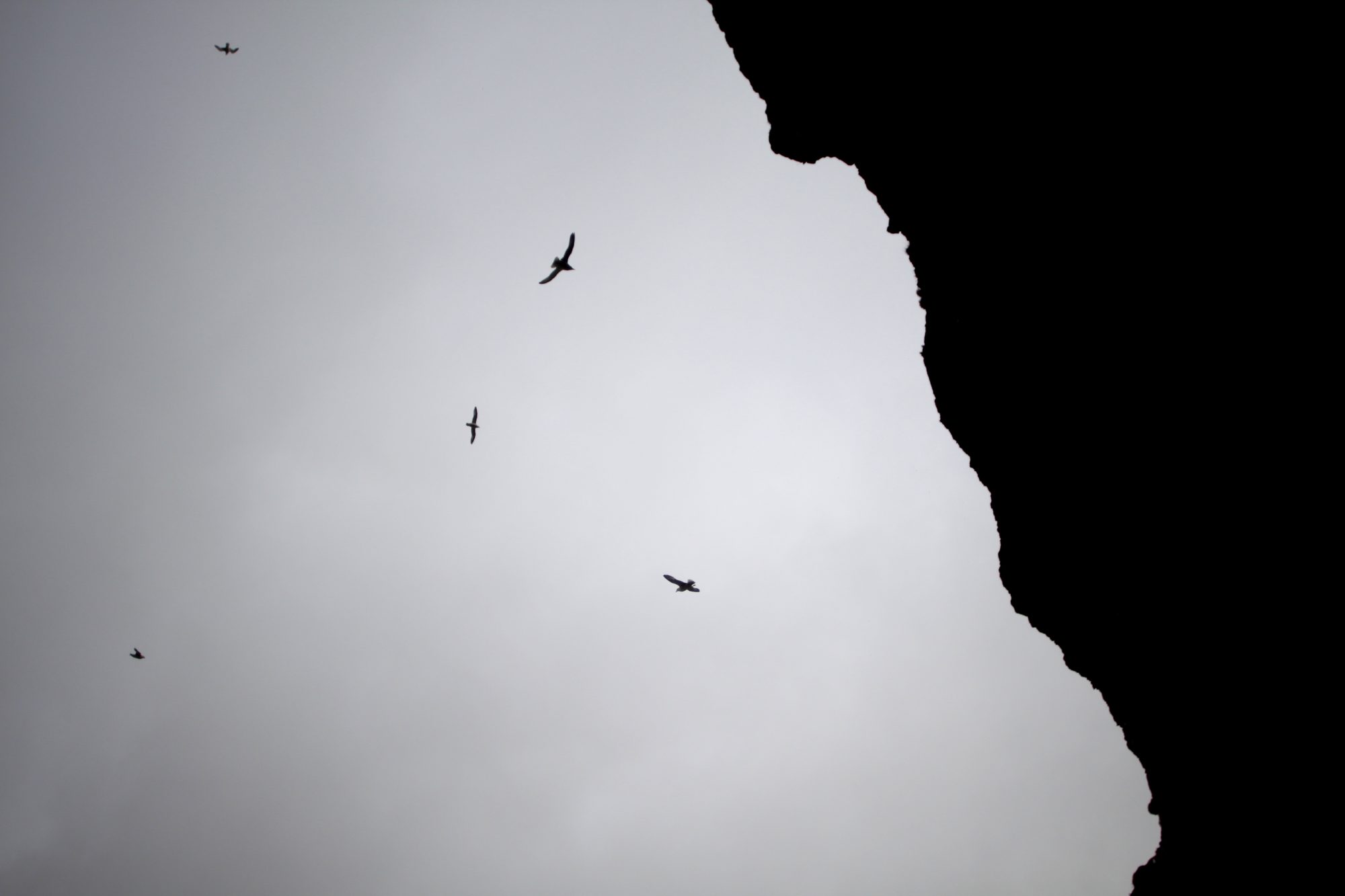 Icelandic Special Forces Descend Upon Illegal Bird Hunters