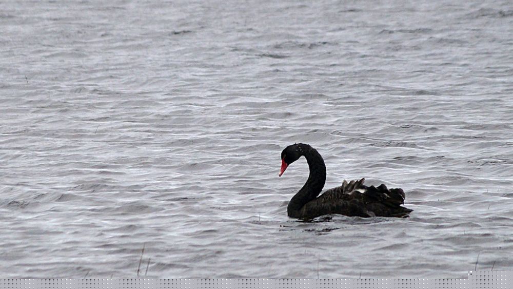 Grumpy Swans Destroy Indian Drone