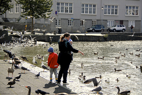 Summer Ban On Feeding Ducks In Tjörnin