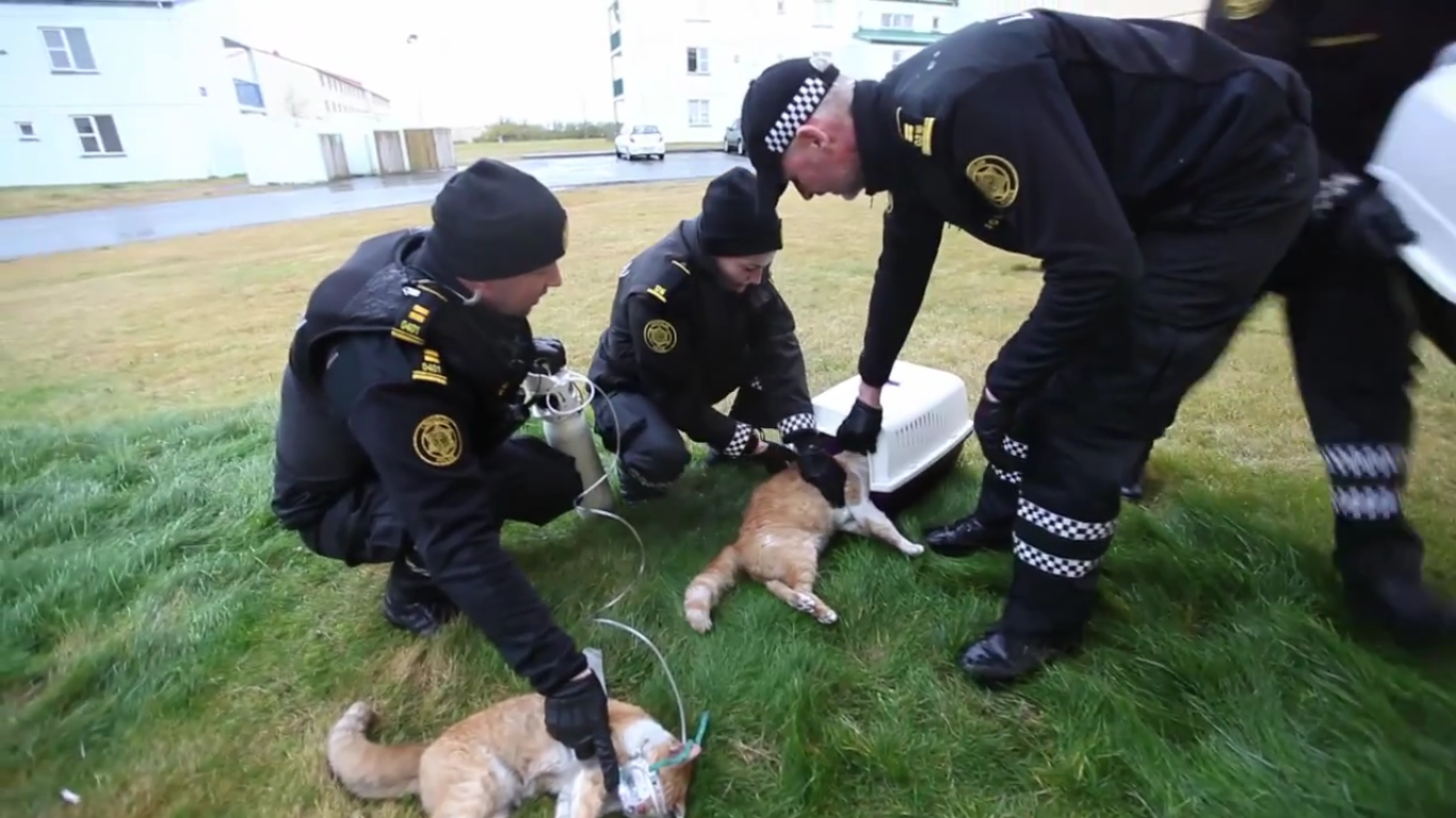 Police Save The Lives Of Three Cats – VIDEO