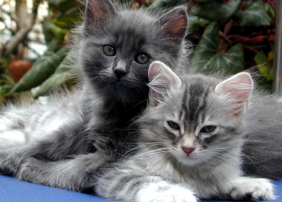 Suspected Catnappings In North Iceland