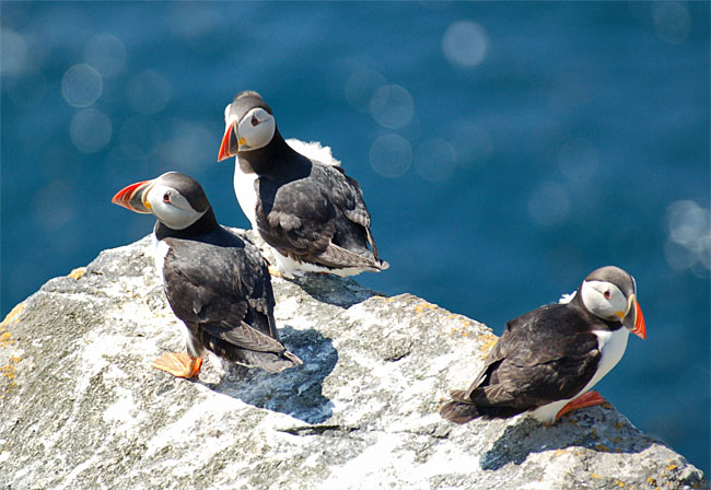 Puffin Population Is At Risk Due To Global Warming