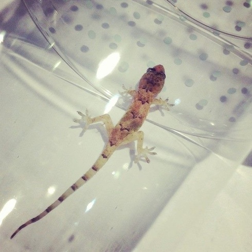 Lizard In Store Incites Police Action