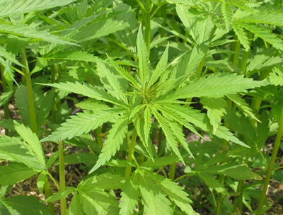 15-20 Thousand Icelanders Habitual Cannabis Users