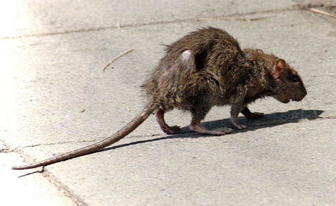 General Public Cautioned To Watch Out For Rats
