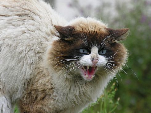Cat Cull In East Iceland