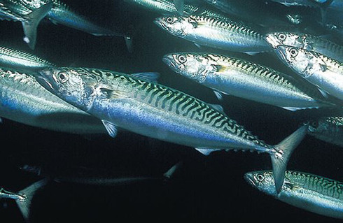 EU Reaches Mackerel Agreement – Without Iceland
