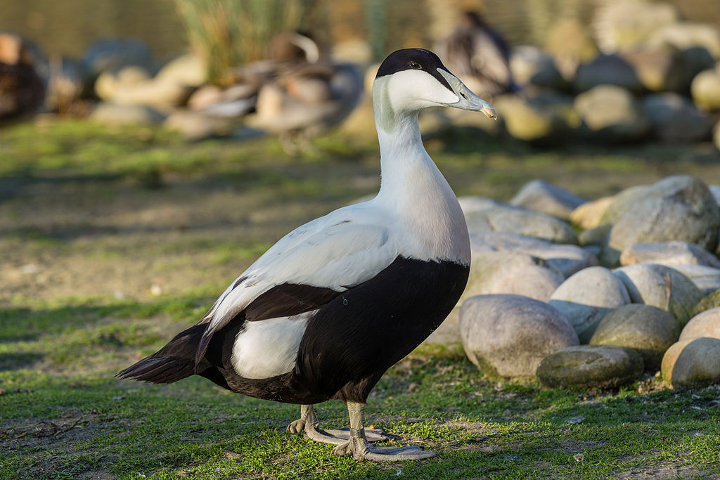 Unexplainable Bird Deaths Puzzle Scientists