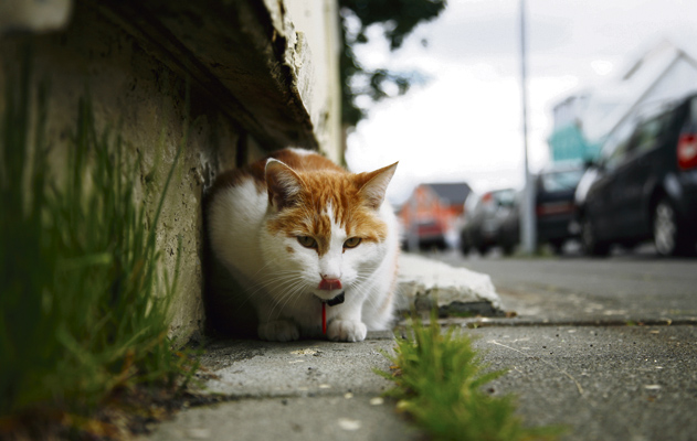 On why there are so many cats in downtown Reykjavík
