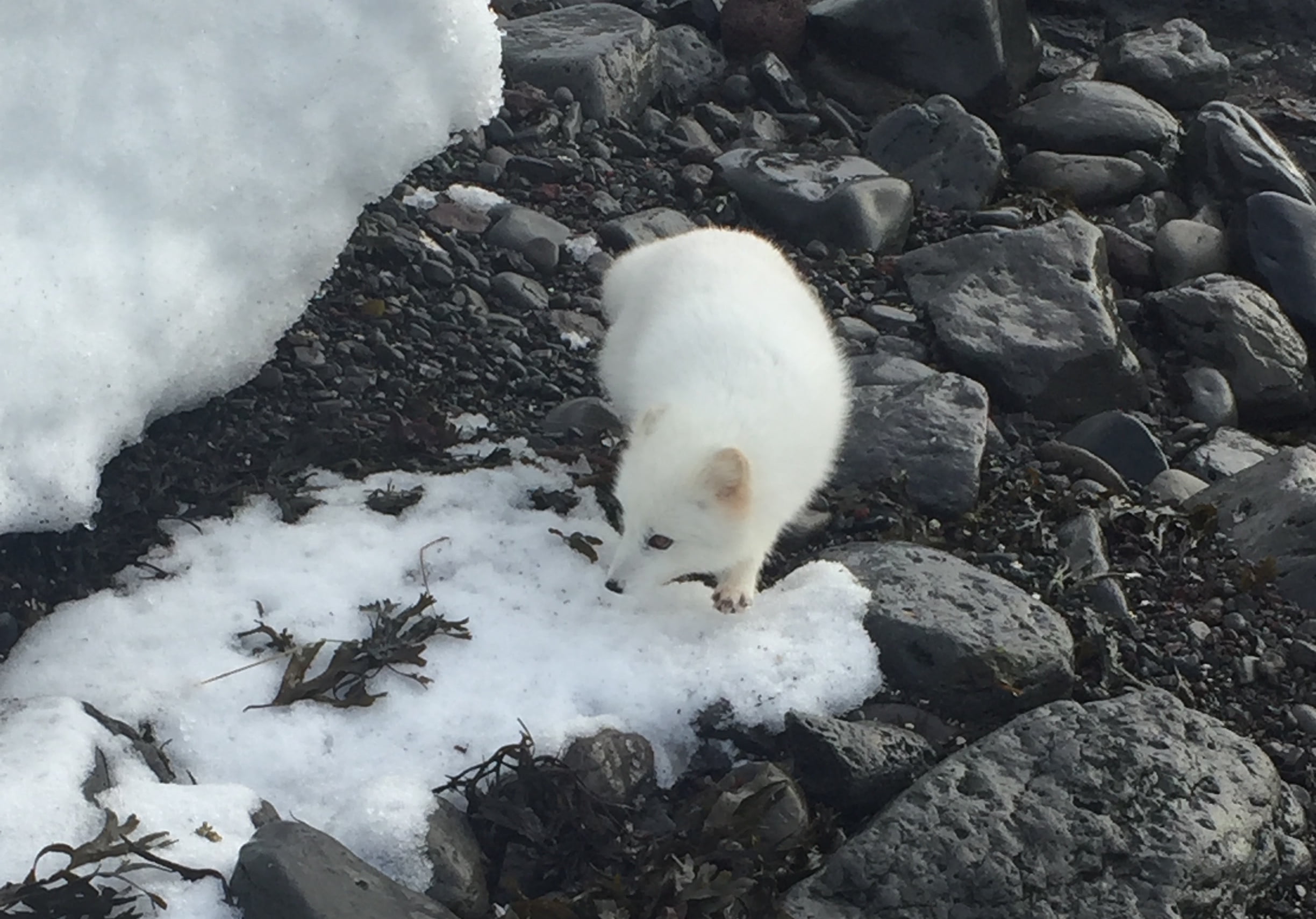 A Close Encounter With The Arctic Fox