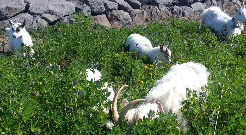 Goats Used For Gardening Work