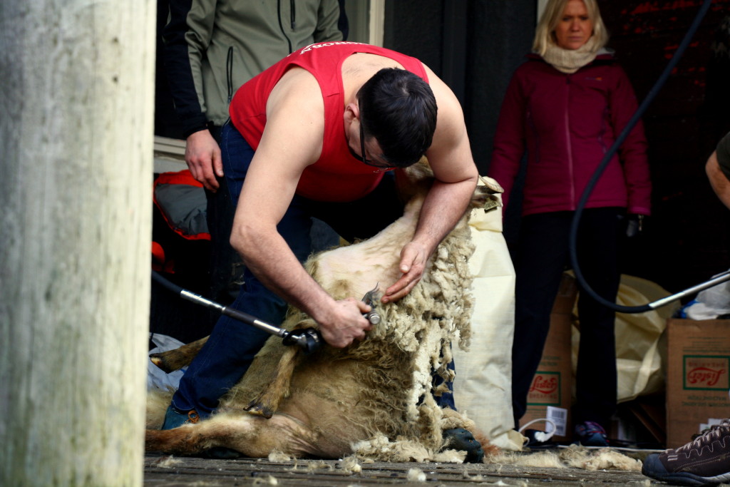 Sheep In The City: The Golden Shears 2015