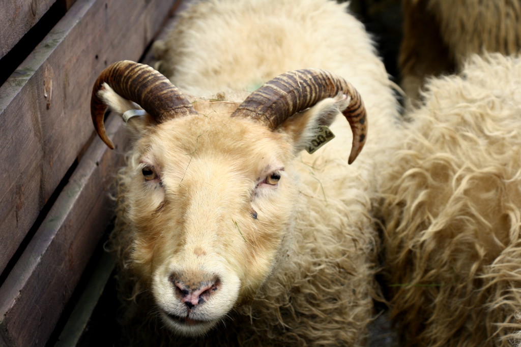 Live From Skagafjörður, It’s Sheep Giving Birth!