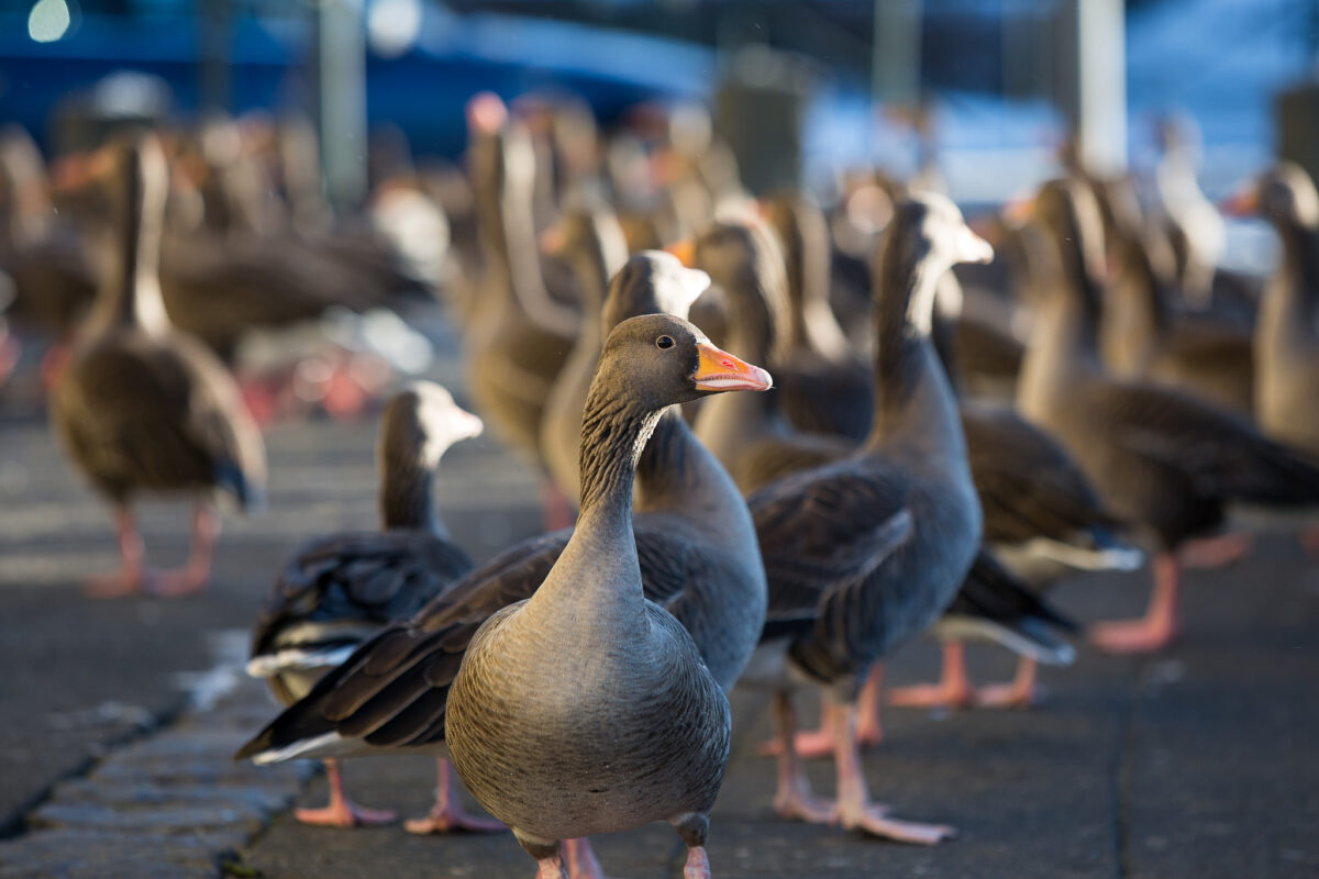 PM Was Not Feeding Raw Meat To Geese