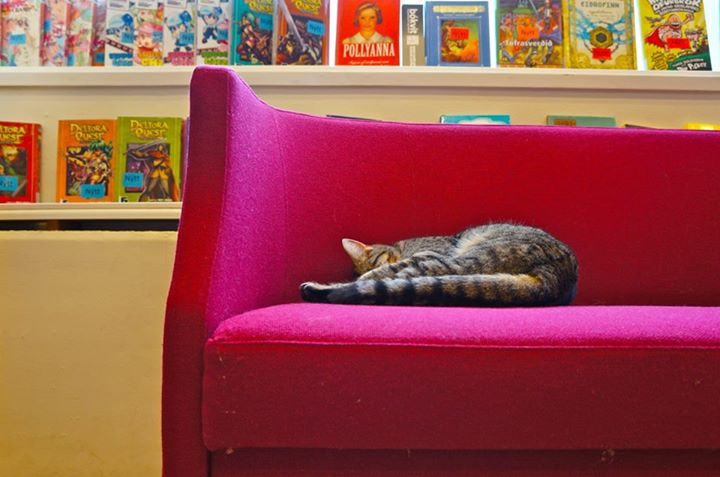 Harry The Library Cat Checked Out