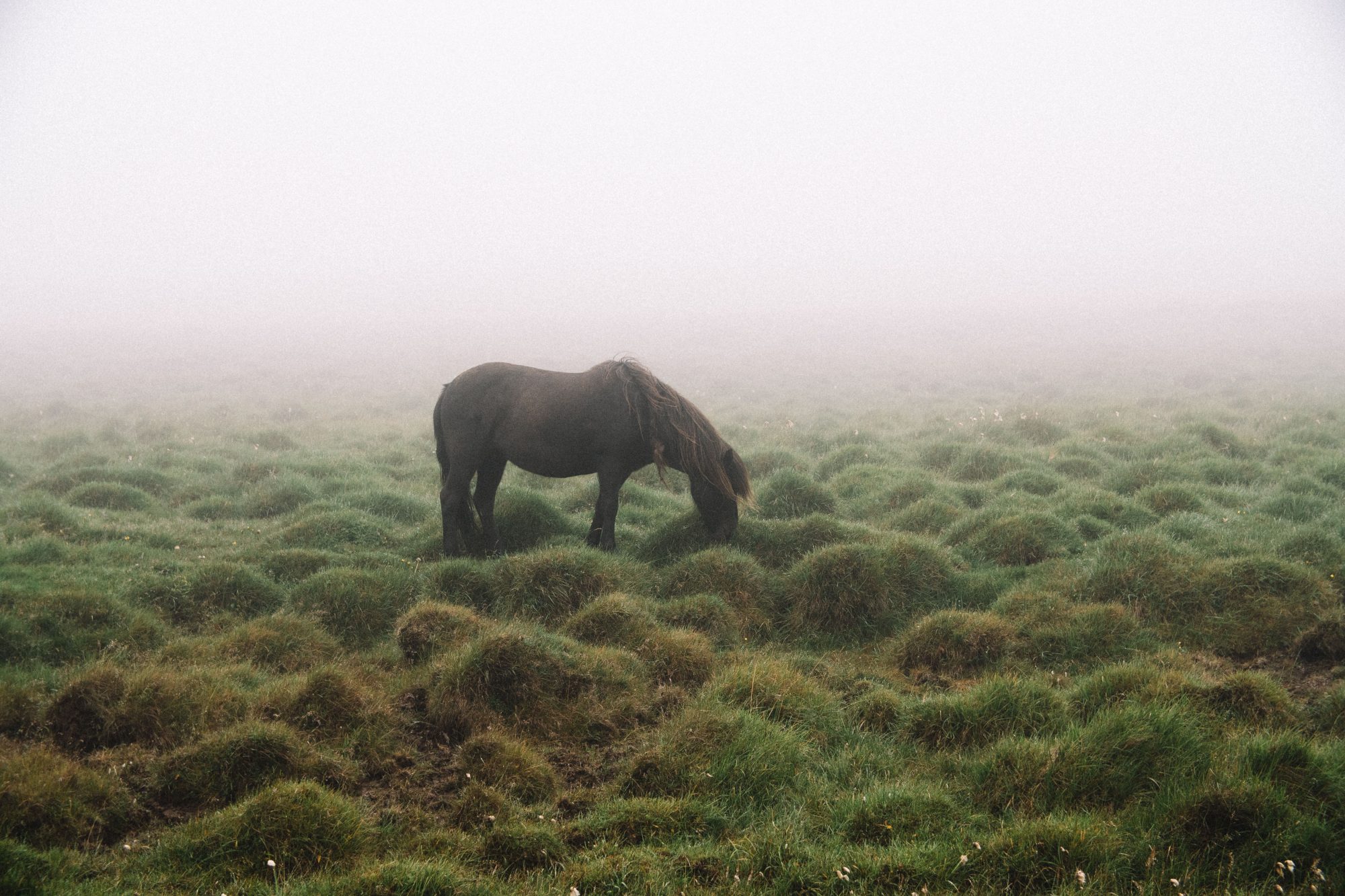 Research Of Sacrificed Animals Unravels New Information On Viking Age