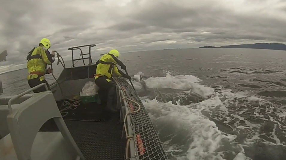 Humpback Whale Saved From Netting – VIDEO