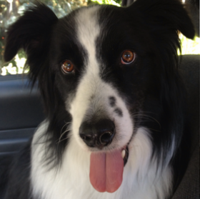 Hunter Found, Reunited With Owner