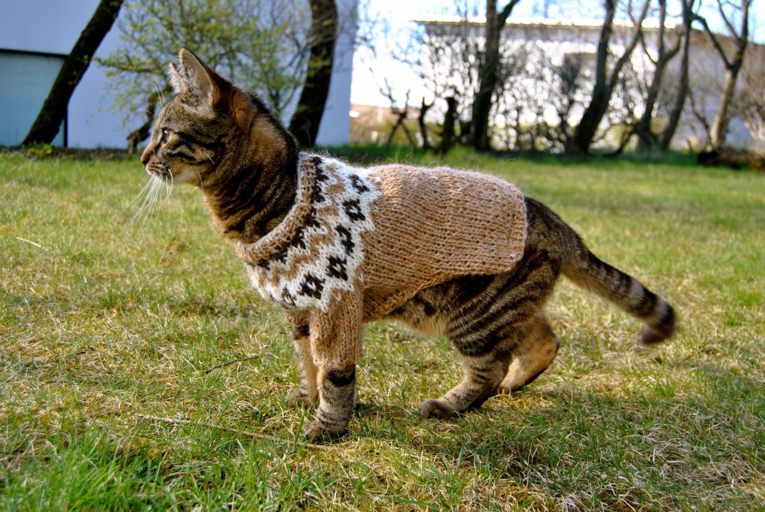 Why Cats Are Better Than Dogs