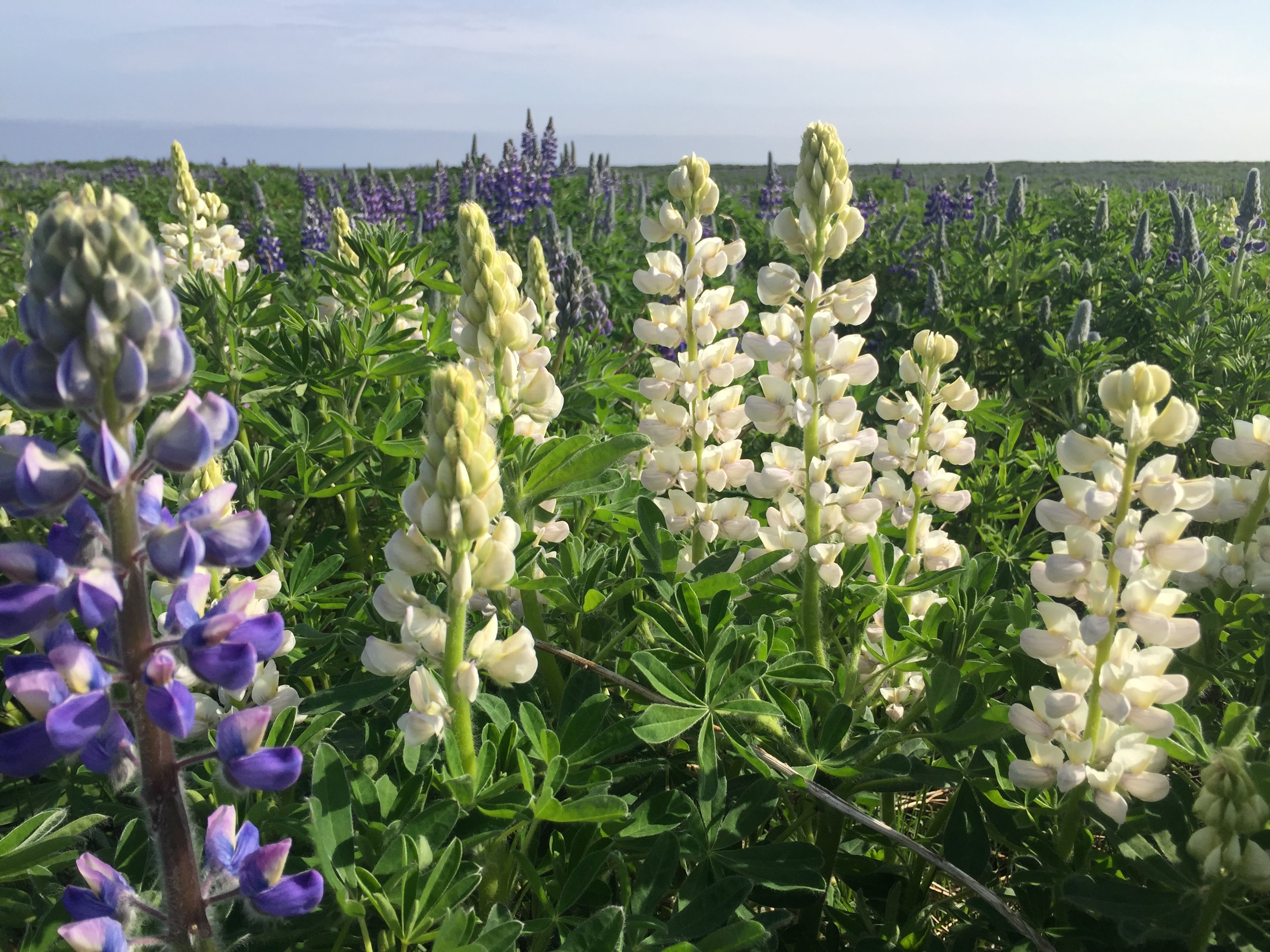#GVpics: Albino Lupine Edition