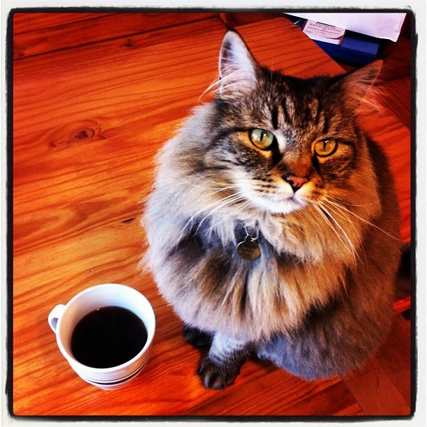 Pets Now Allowed In Icelandic Restaurants