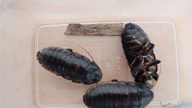 Pet Cockroaches Seized By Customs