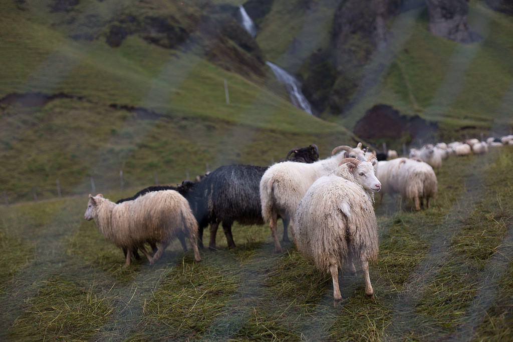 Animal Welfare Coalition Urges Abandoned Pets Be Evacuated From Grindavík