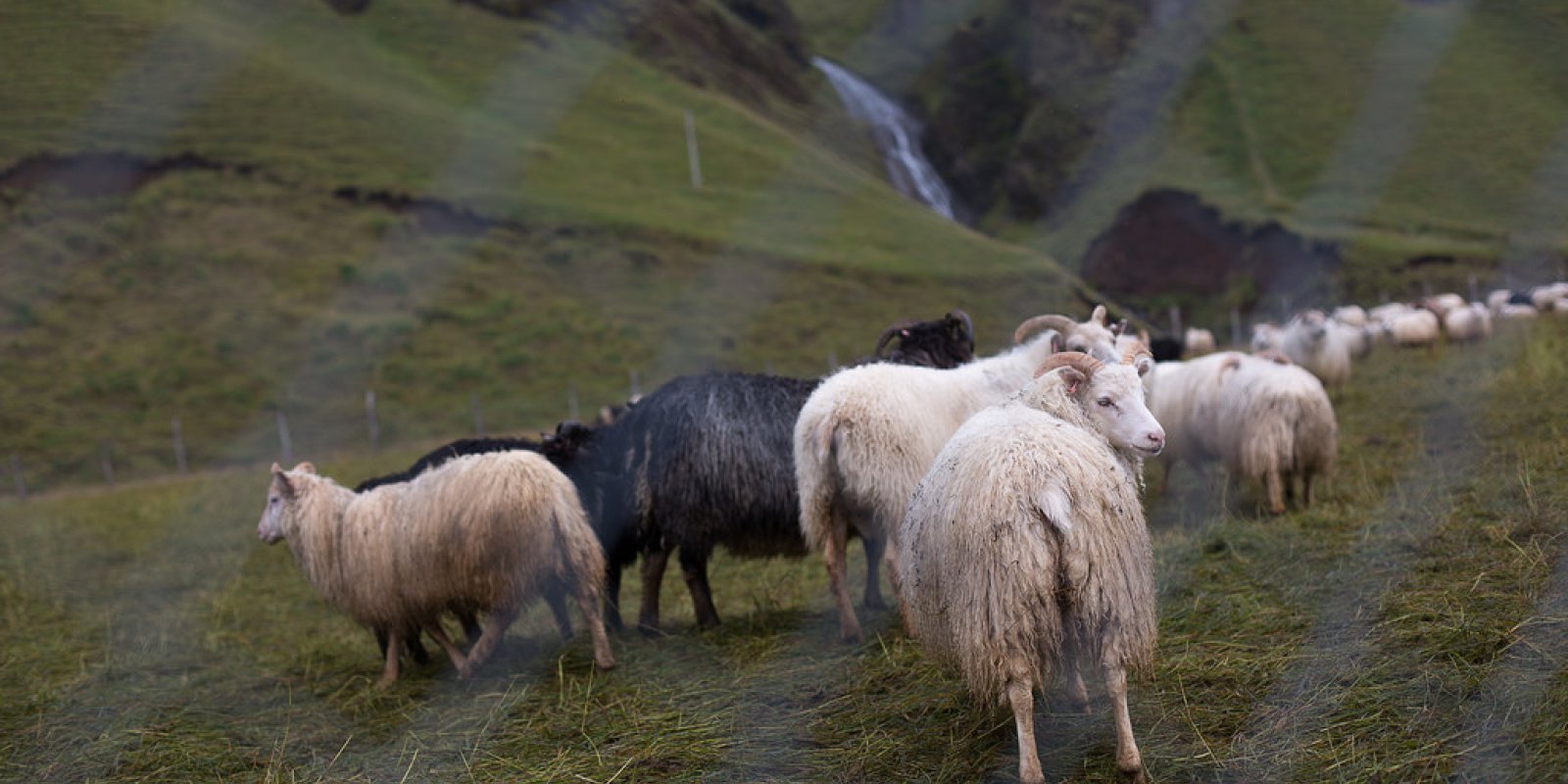 Icelanders Offer Sick Farmers A Helping Hand