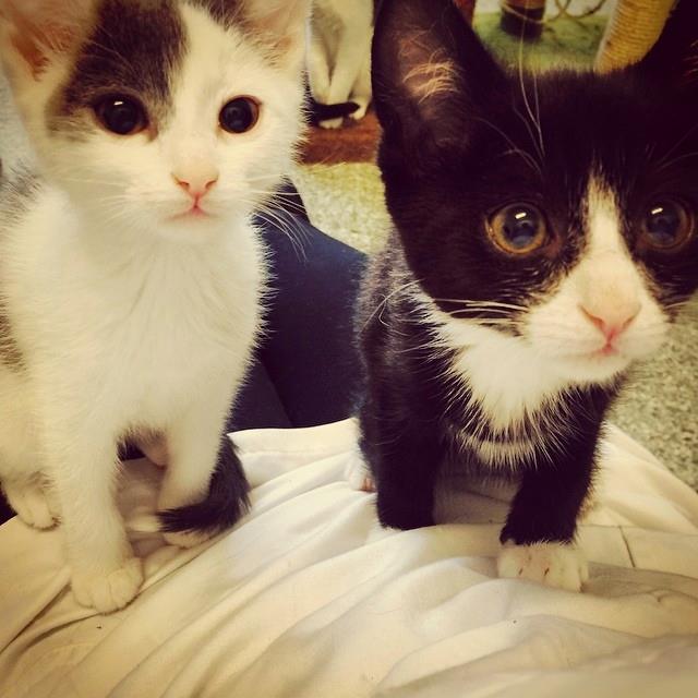 Cat Shelter Packed With Kittens