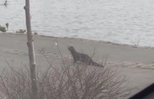 BEWARE: Mink Terrorising The Streets Of Reykjavík