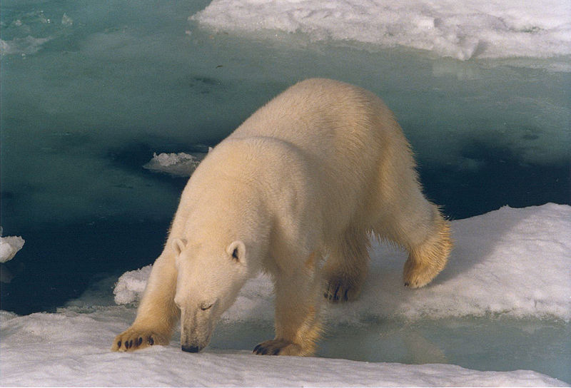 Polar Bear Turned Out To Be A Seal