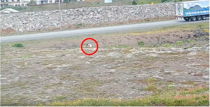 Tourist Caught Pooping 10 Metres From Busy Highway
