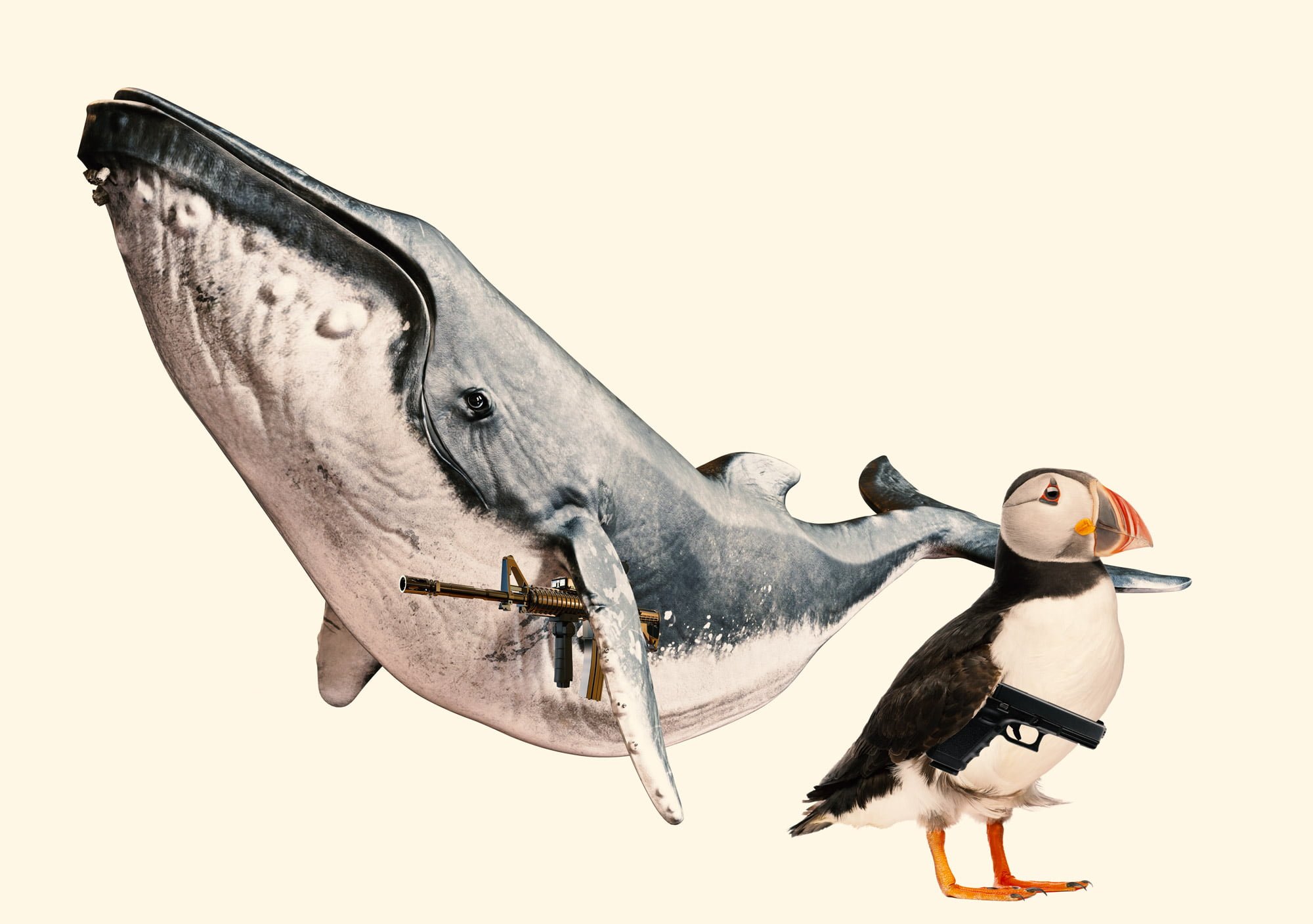 Iceland News: Rare Whales, Puffin Sex & Guns