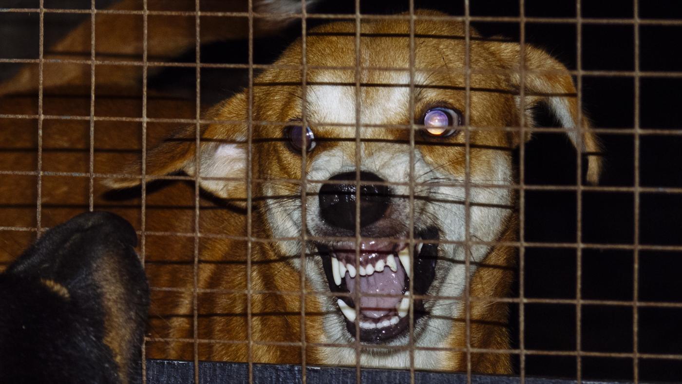 Missing In Iceland: Rabies