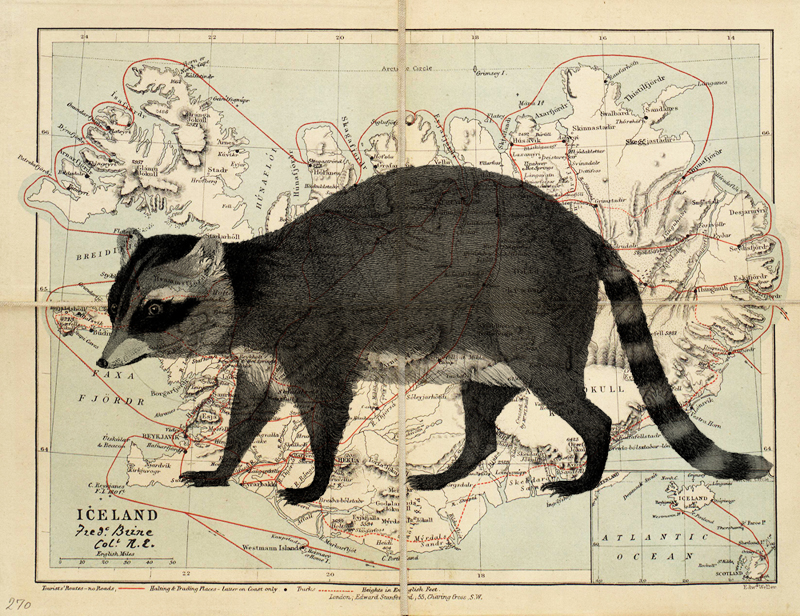 Raccoons In Iceland: A Sad History